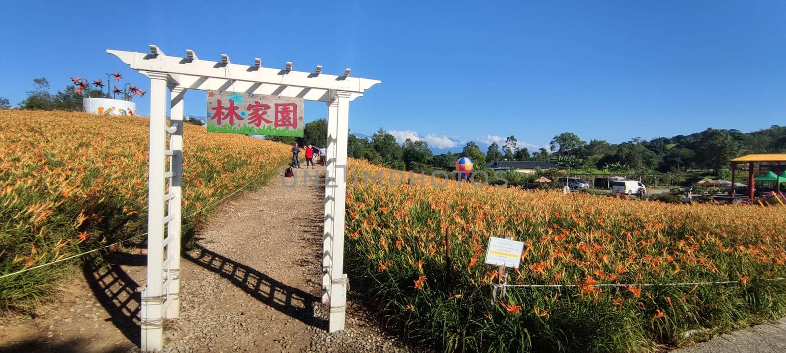 Chike Mountain, Hualien - Aug 29, 2022 : The beautiful daylily flower mountain of eastern Taiwan