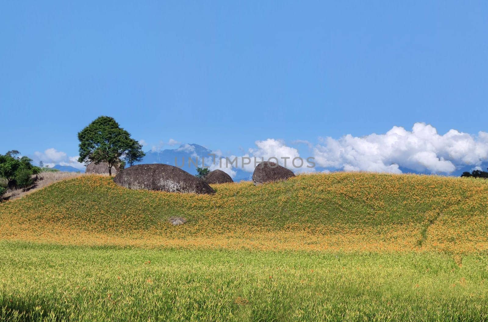 Chike Mountain, Hualien - Aug 29, 2022 : The beautiful daylily flower mountain of eastern Taiwan