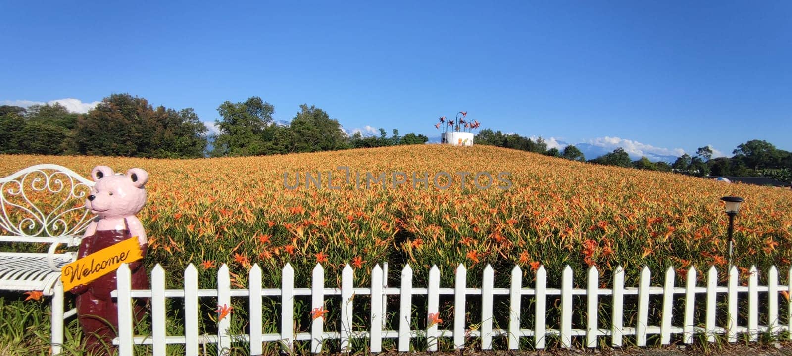 Chike Mountain, Hualien - Aug 29, 2022 : The beautiful daylily flower mountain of eastern Taiwan