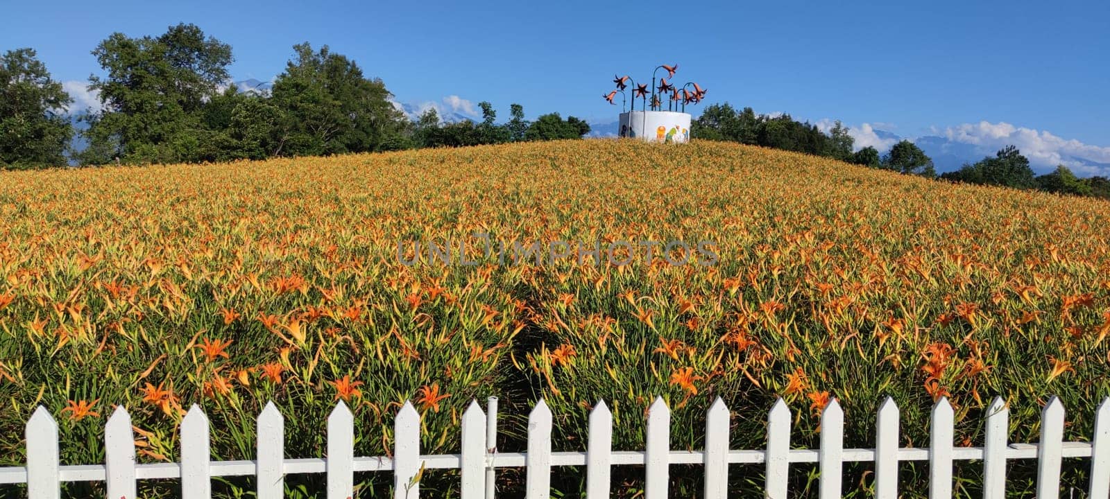 Chike Mountain, Hualien - Aug 29, 2022 : The beautiful daylily flower mountain of eastern Taiwan