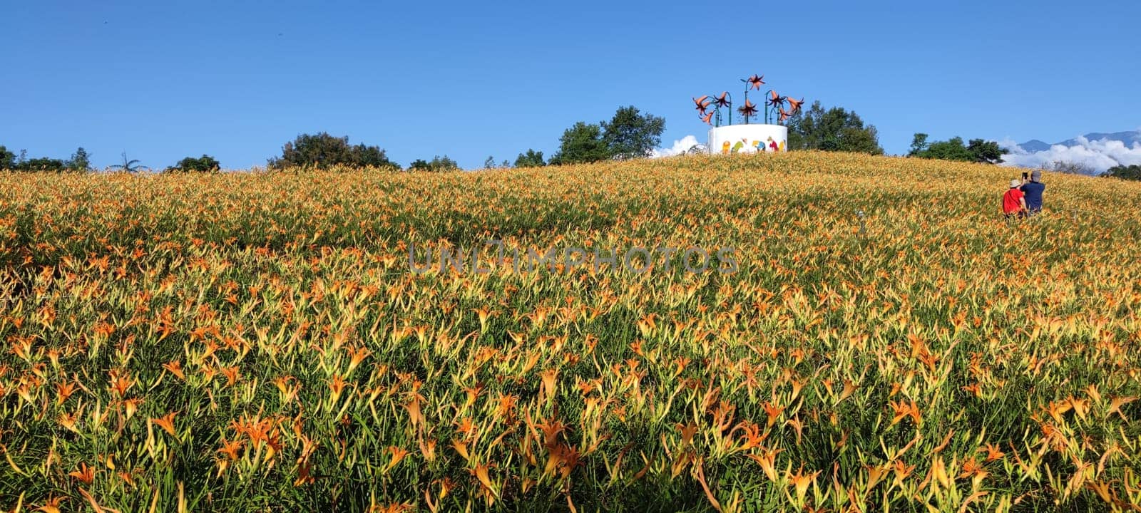 Chike Mountain, Hualien - Aug 29, 2022 : The beautiful daylily flower mountain of eastern Taiwan