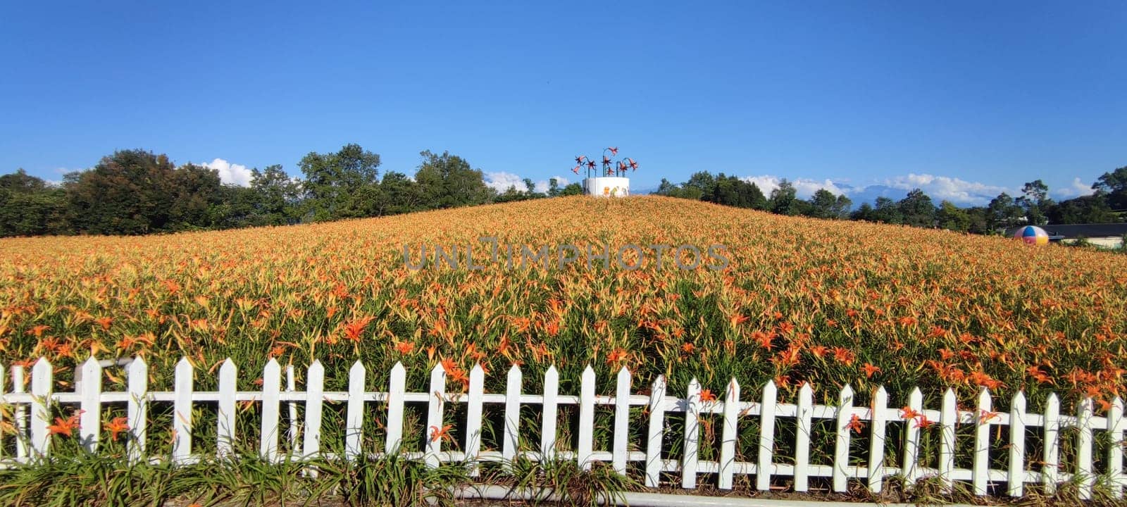 Chike Mountain, Hualien - Aug 29, 2022 : The beautiful daylily flower mountain of eastern Taiwan