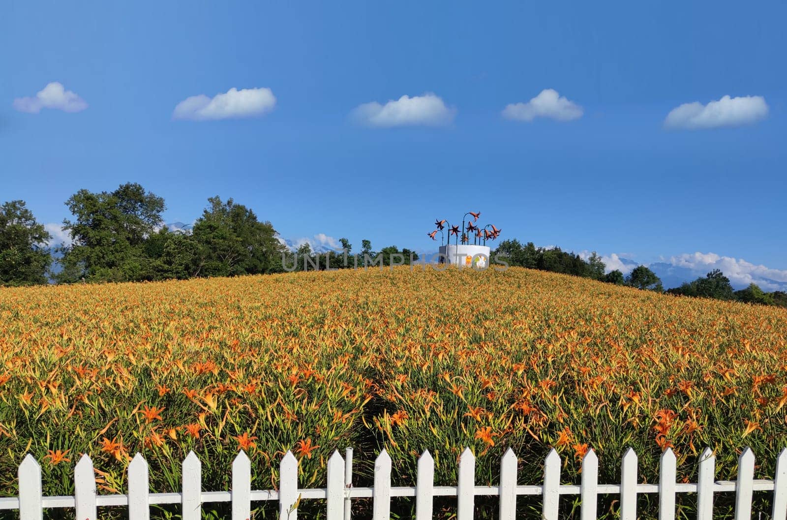 Chike Mountain, Hualien - Aug 29, 2022 : The beautiful daylily flower mountain of eastern Taiwan