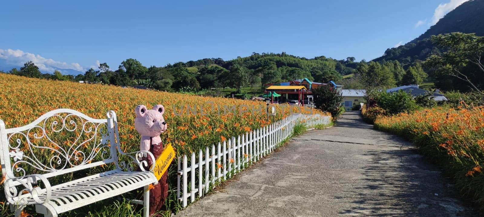 Chike Mountain, Hualien - Aug 29, 2022 : The beautiful daylily flower mountain of eastern Taiwan
