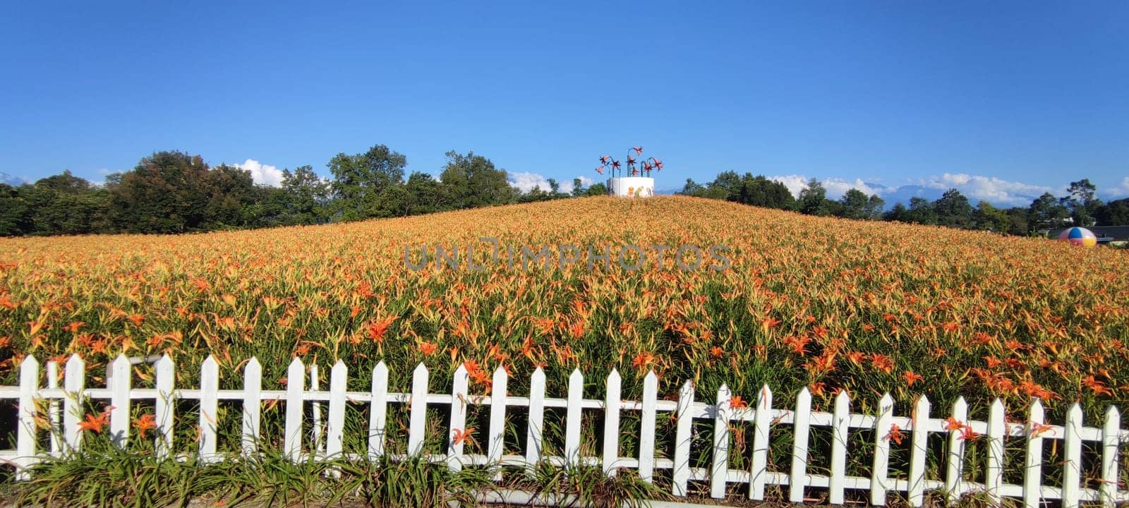 Chike Mountain, Hualien - Aug 29, 2022 : The beautiful daylily flower mountain of eastern Taiwan