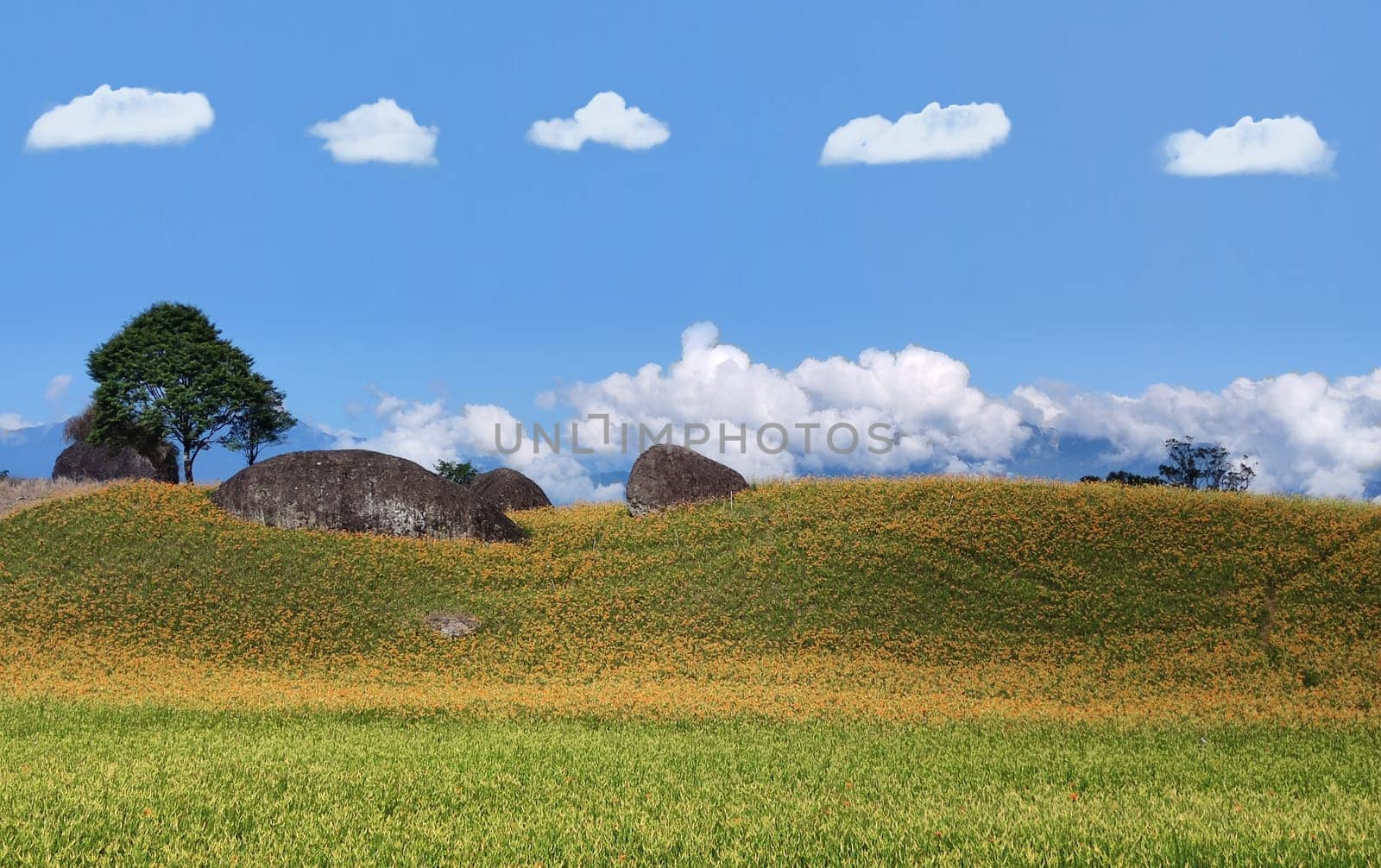 Chike Mountain, Hualien - Aug 29, 2022 : The beautiful daylily flower mountain of eastern Taiwan