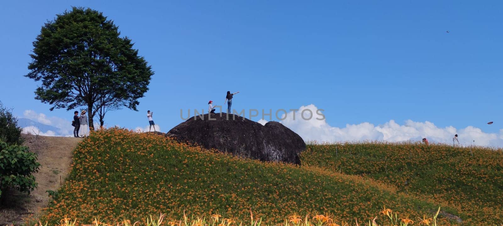 Chike Mountain, Hualien - Aug 29, 2022 : The beautiful daylily flower mountain of eastern Taiwan
