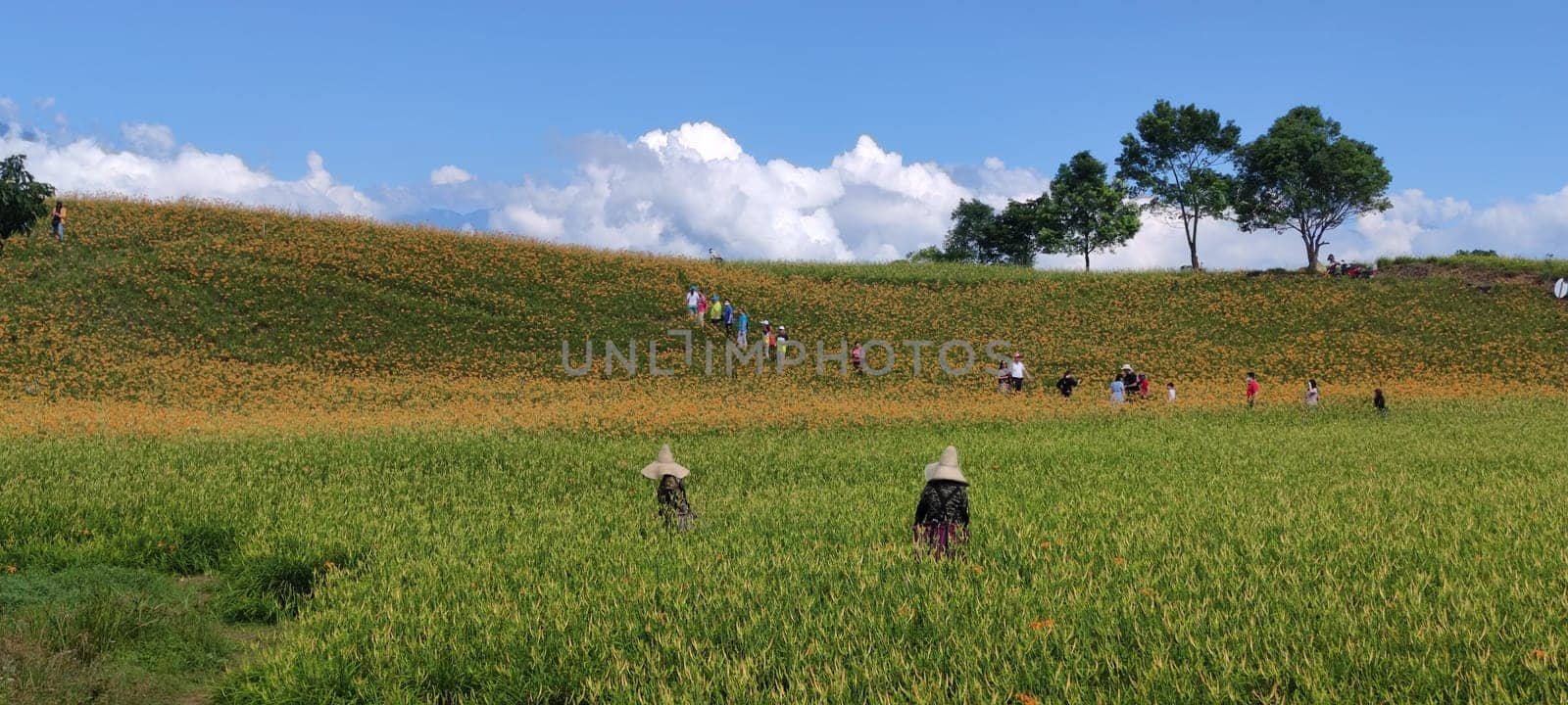 Chike Mountain, Hualien - Aug 29, 2022 : The beautiful daylily flower mountain of eastern Taiwan