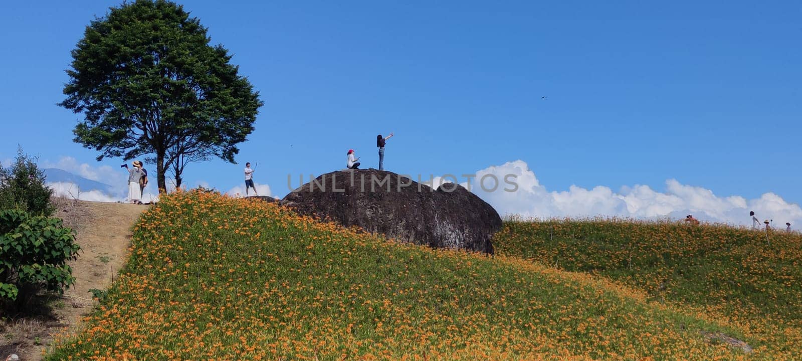 Chike Mountain, Hualien - Aug 29, 2022 : The beautiful daylily flower mountain of eastern Taiwan
