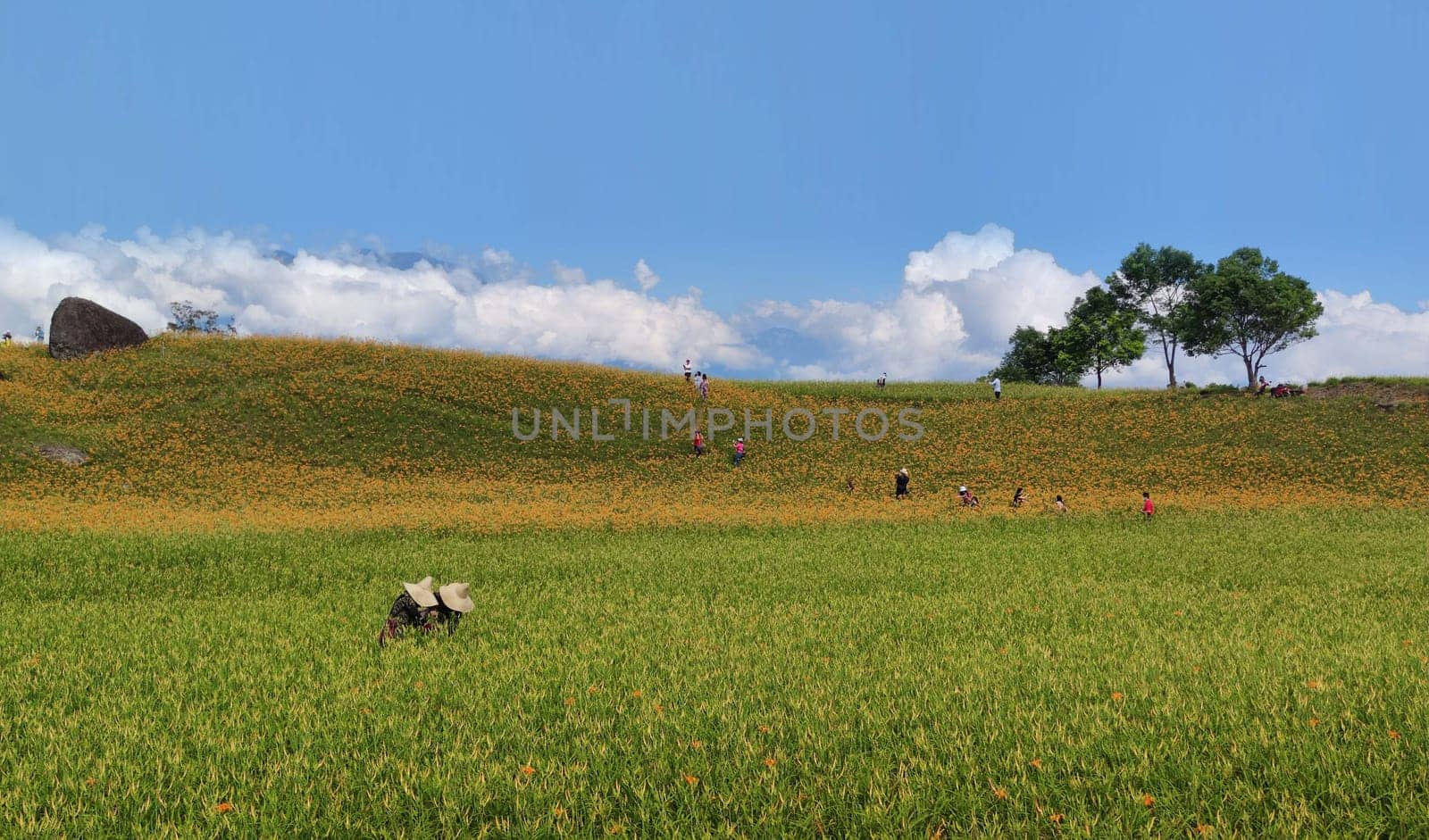 Chike Mountain, Hualien - Aug 29, 2022 : The beautiful daylily flower mountain of eastern Taiwan
