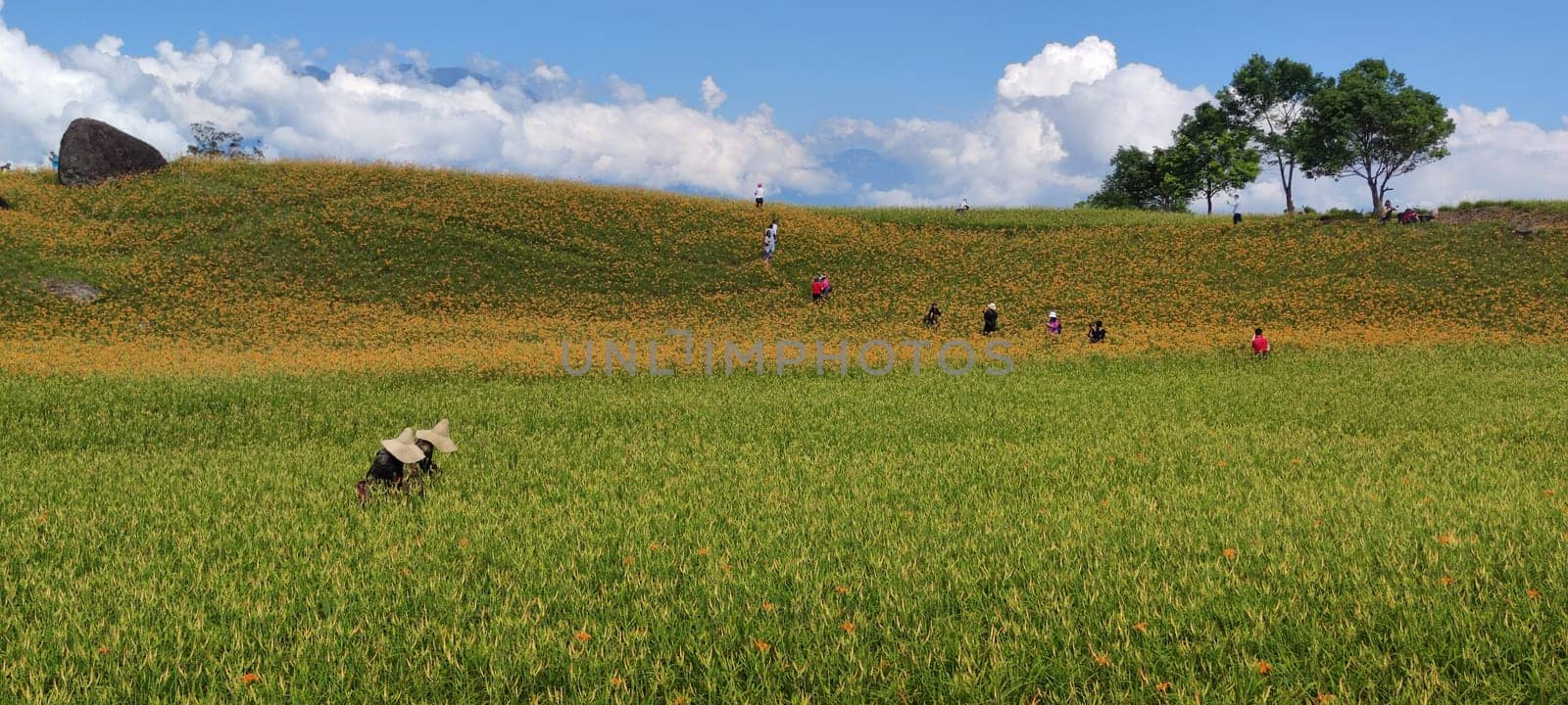 Chike Mountain, Hualien - Aug 29, 2022 : The beautiful daylily flower mountain of eastern Taiwan