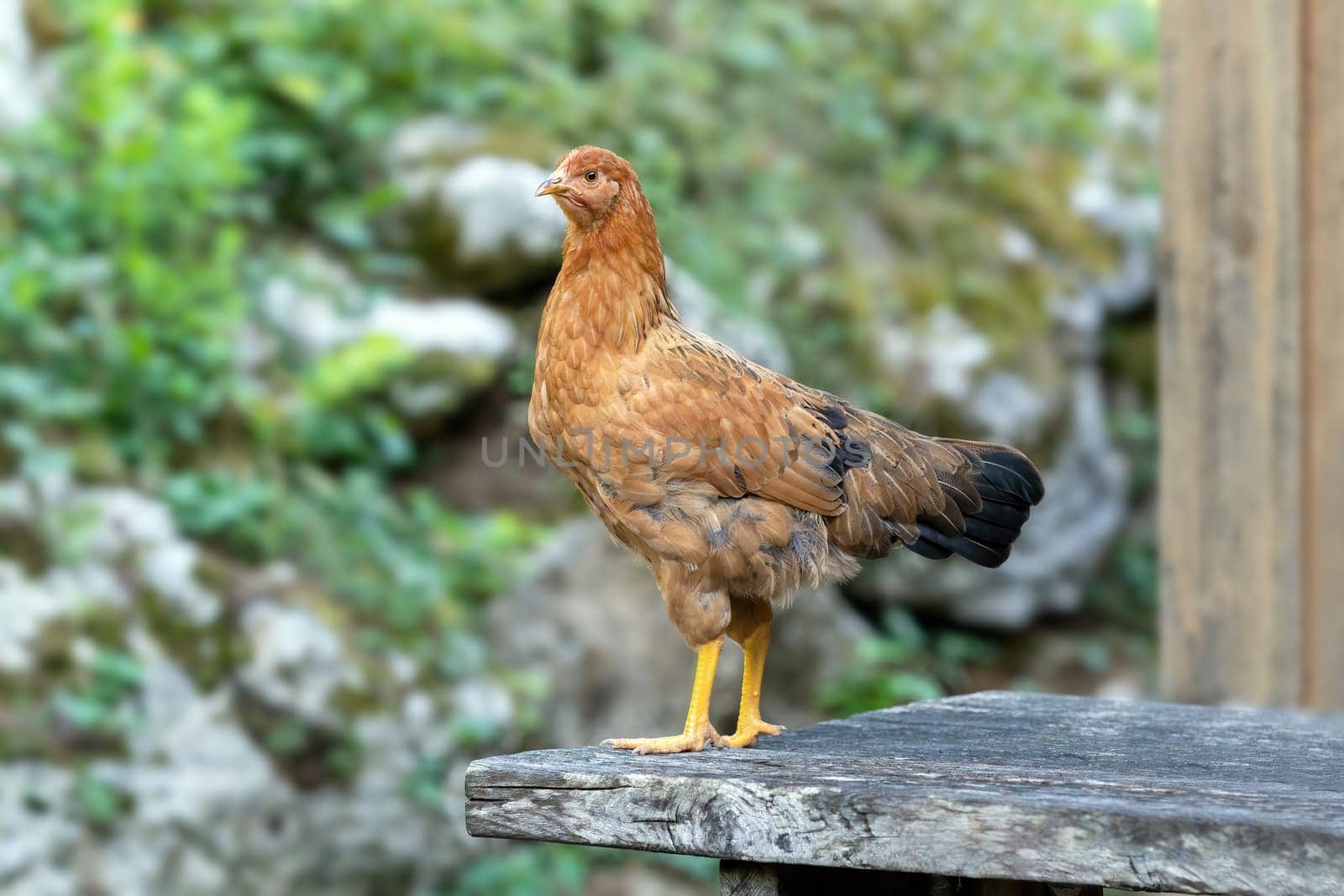 Free range chickens on a German farm in the summer sunshine
