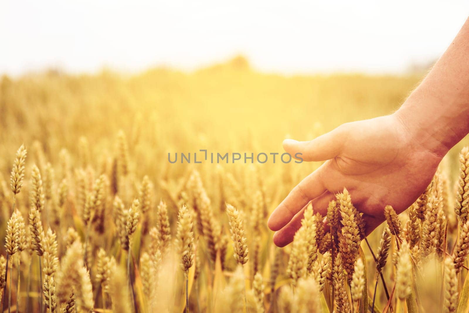 Closeup of farmer's hand over wheat ears growing in summer. Sunset over golden crop field in countryside. Agricultural growth and farming concept.