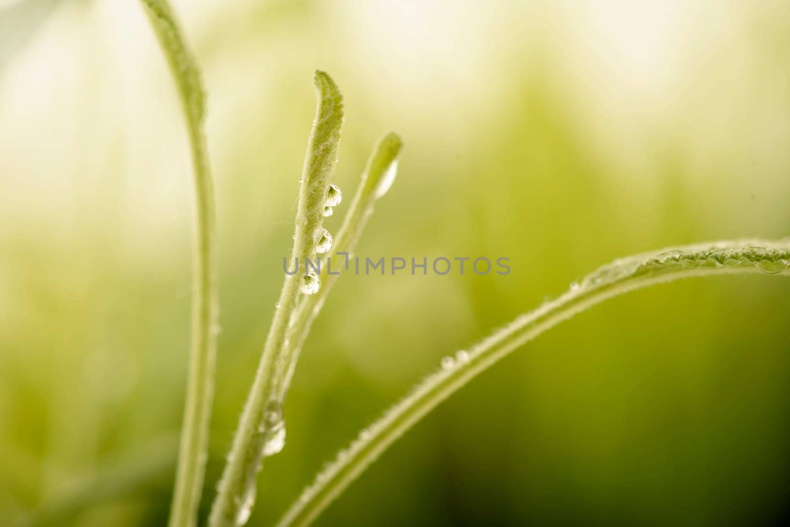 Closeup of fresh green plant with dew drops and copyspace. Green natural eco concept beckground. Leaf with water drops macro. Ecology and environment design wallpaper.