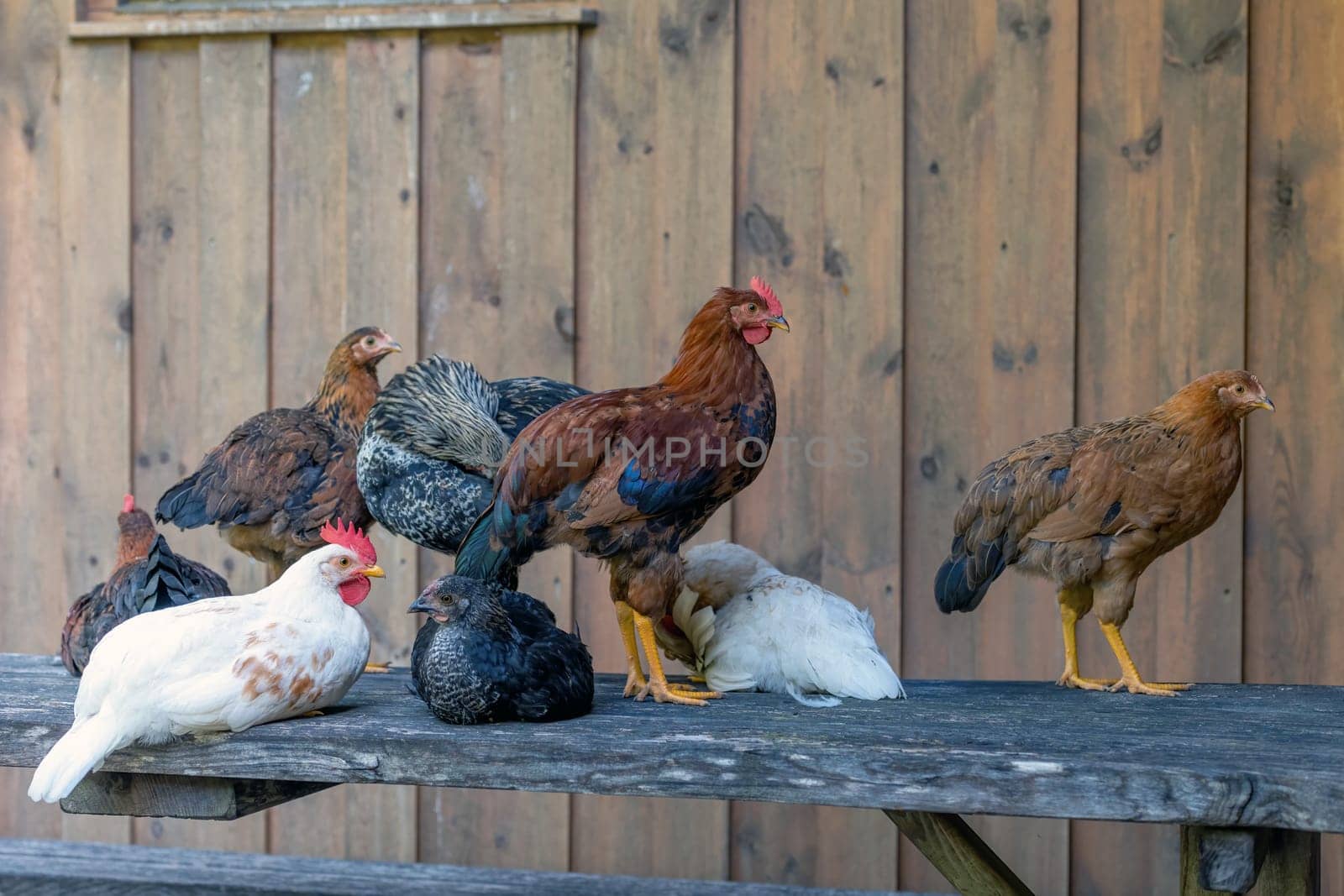 Free range chickens on a German farm in the summer sunshine
