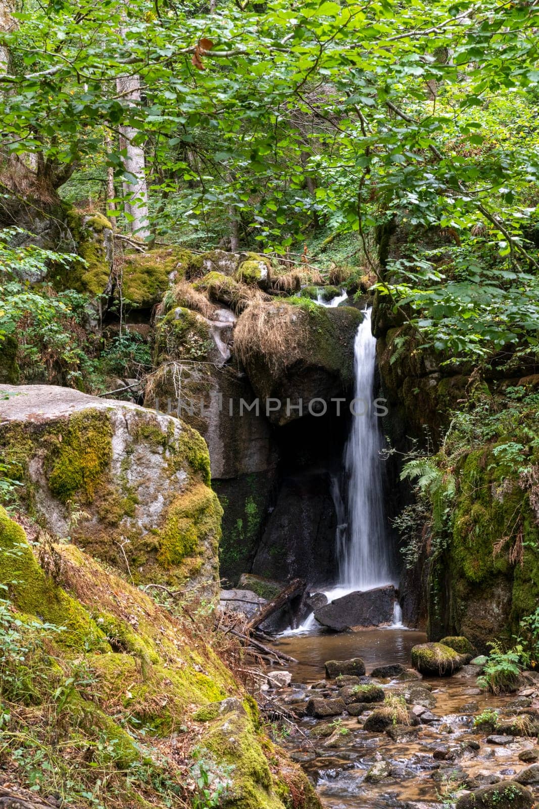 Waterfall in the Black Forest, Germany, with trees, rocks and ferns
