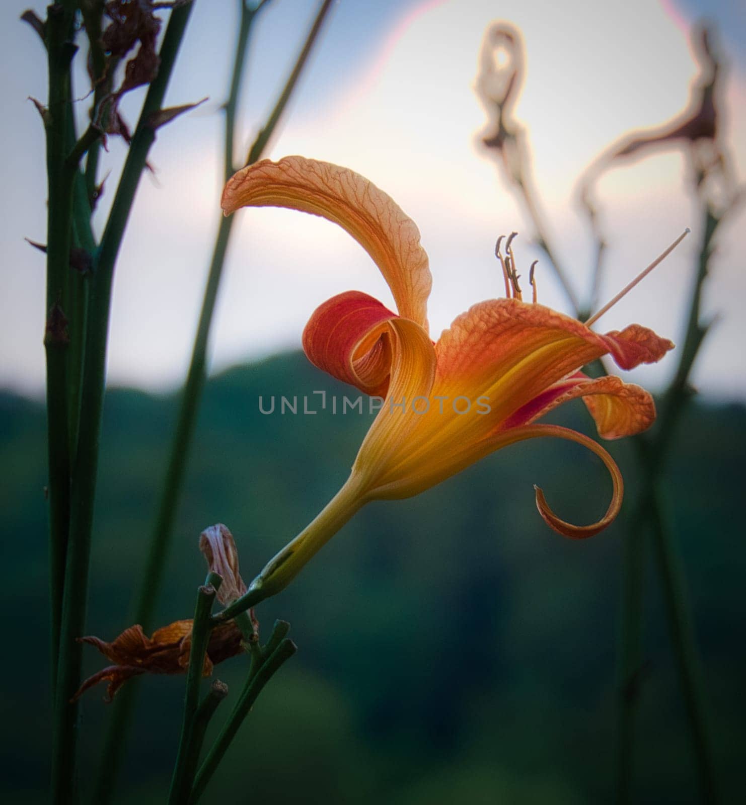 pink, yellow, orange lily isolated in front of a clearing and forest. Detail close up in late summer