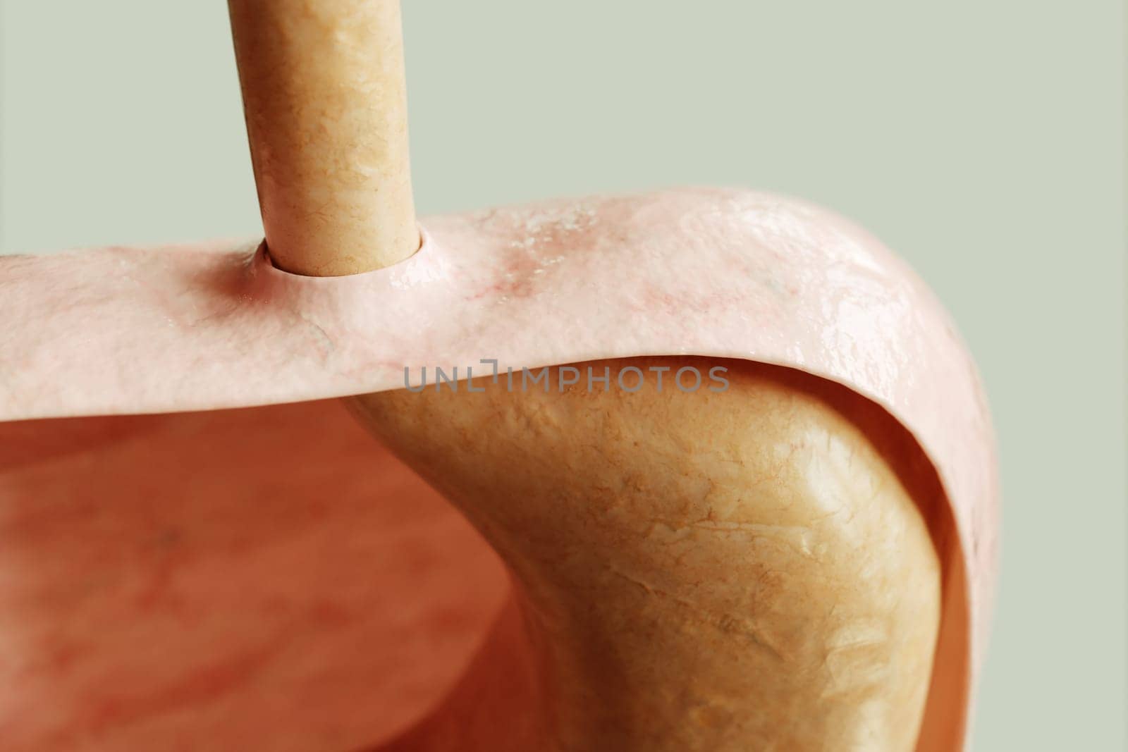 Stomach entrance and diaphragm in a healthy condition -- 3D rendering