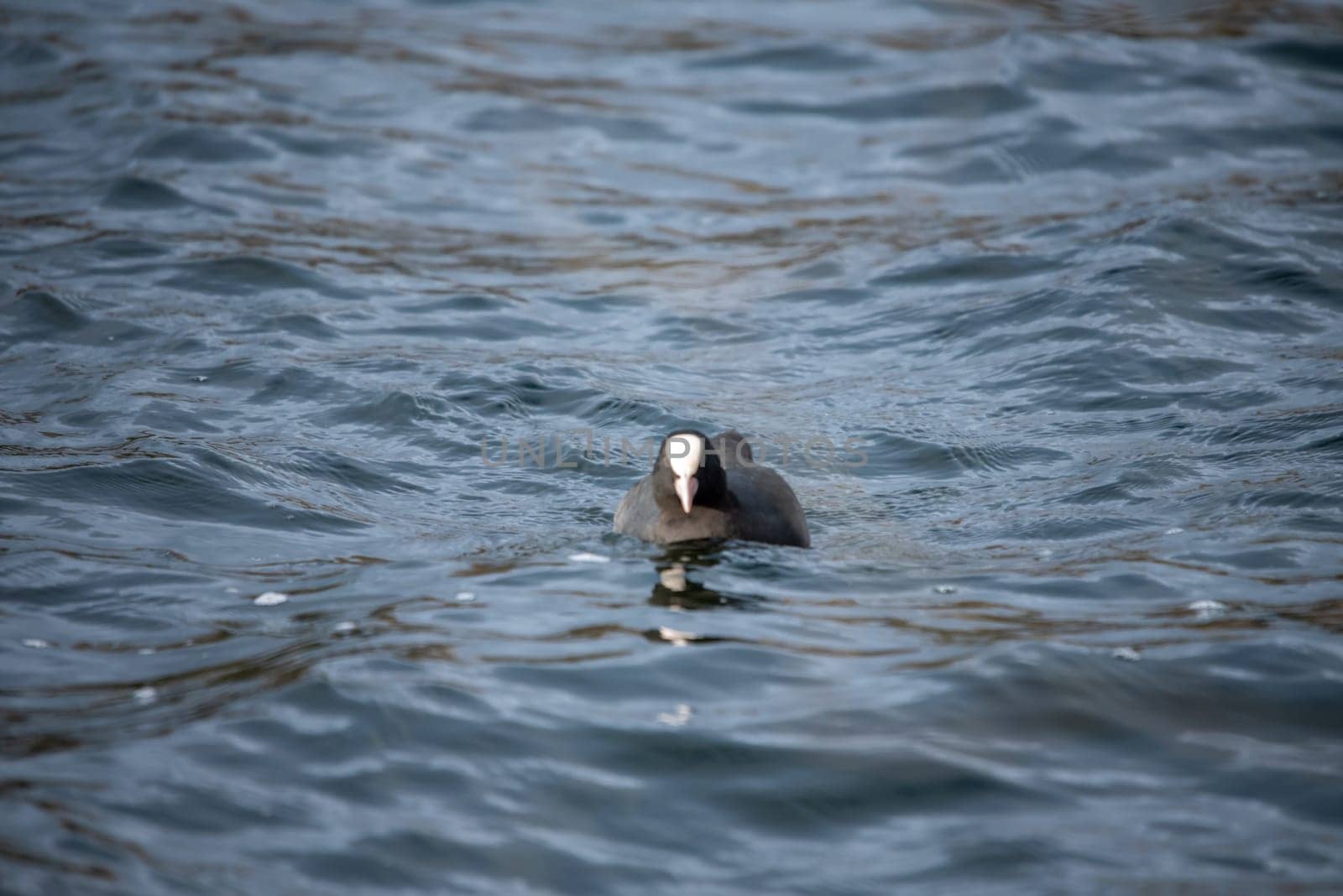 Coot in the Heider mountain lake