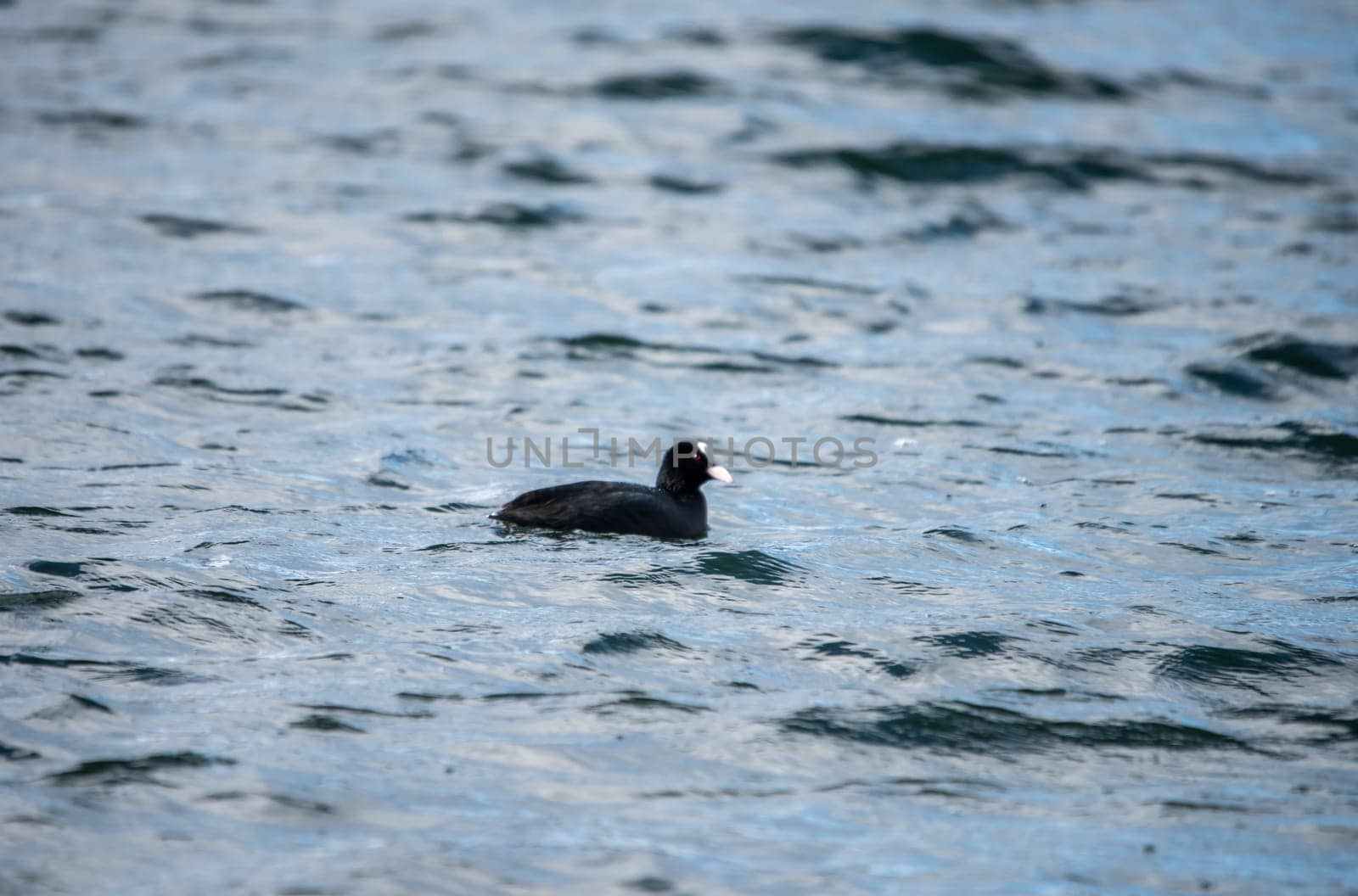 Coot in the Heider mountain lake