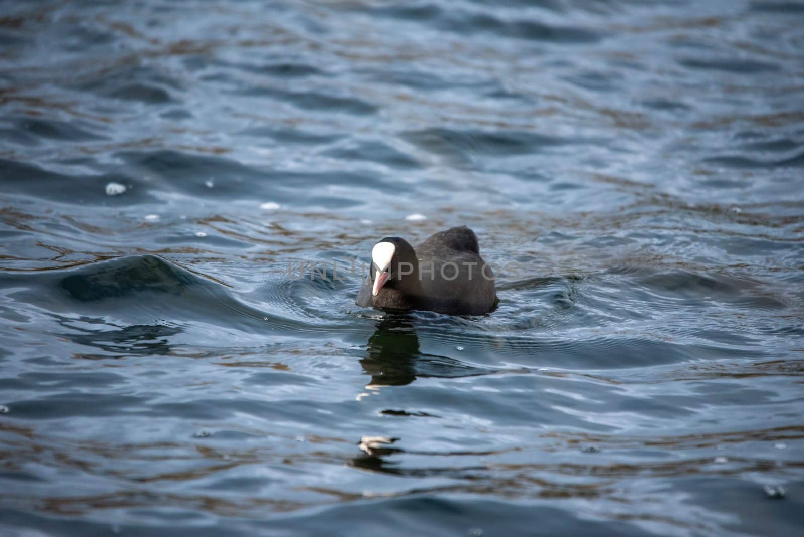 Coot in the Heider mountain lake