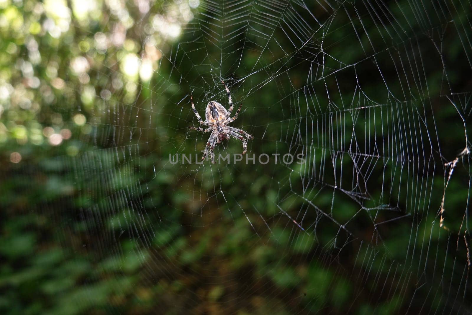 Gartenkreuzspinne (Araneus diadematus) wartet in ihrem Netz auf Beute - Bauchansicht