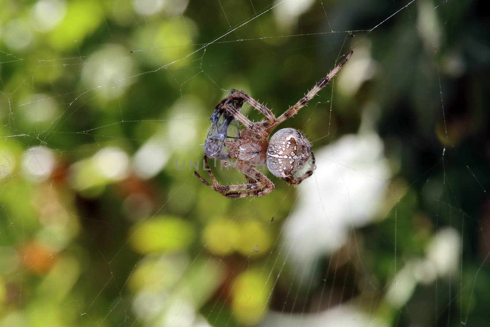 Gartenkreuzspinne (Araneus diadematus) hat in ihrem Netz eine Libelle erbeutet