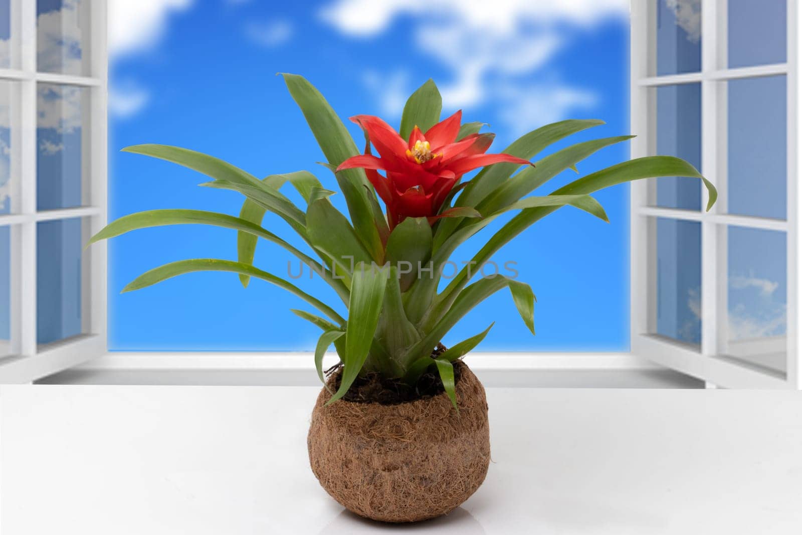 Closeup of a Bromeliad plant (Guzmania) in a coconut fiber pot on table  in front of open windows with an abstract blurred natural cloudy sky.