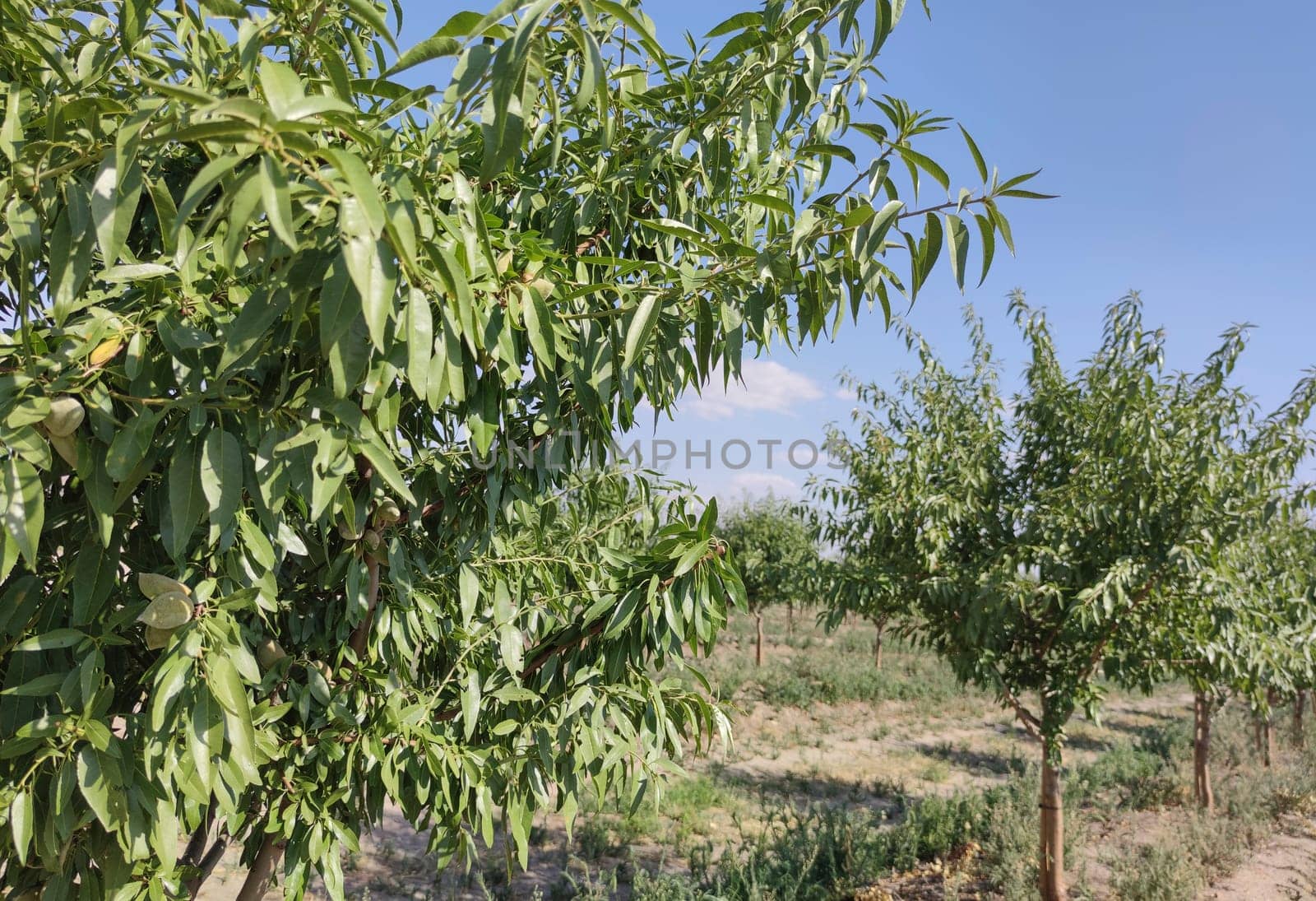 Young almond tree plantation on summer. Vegas Altas del Guadiana, Badajoz, Spain