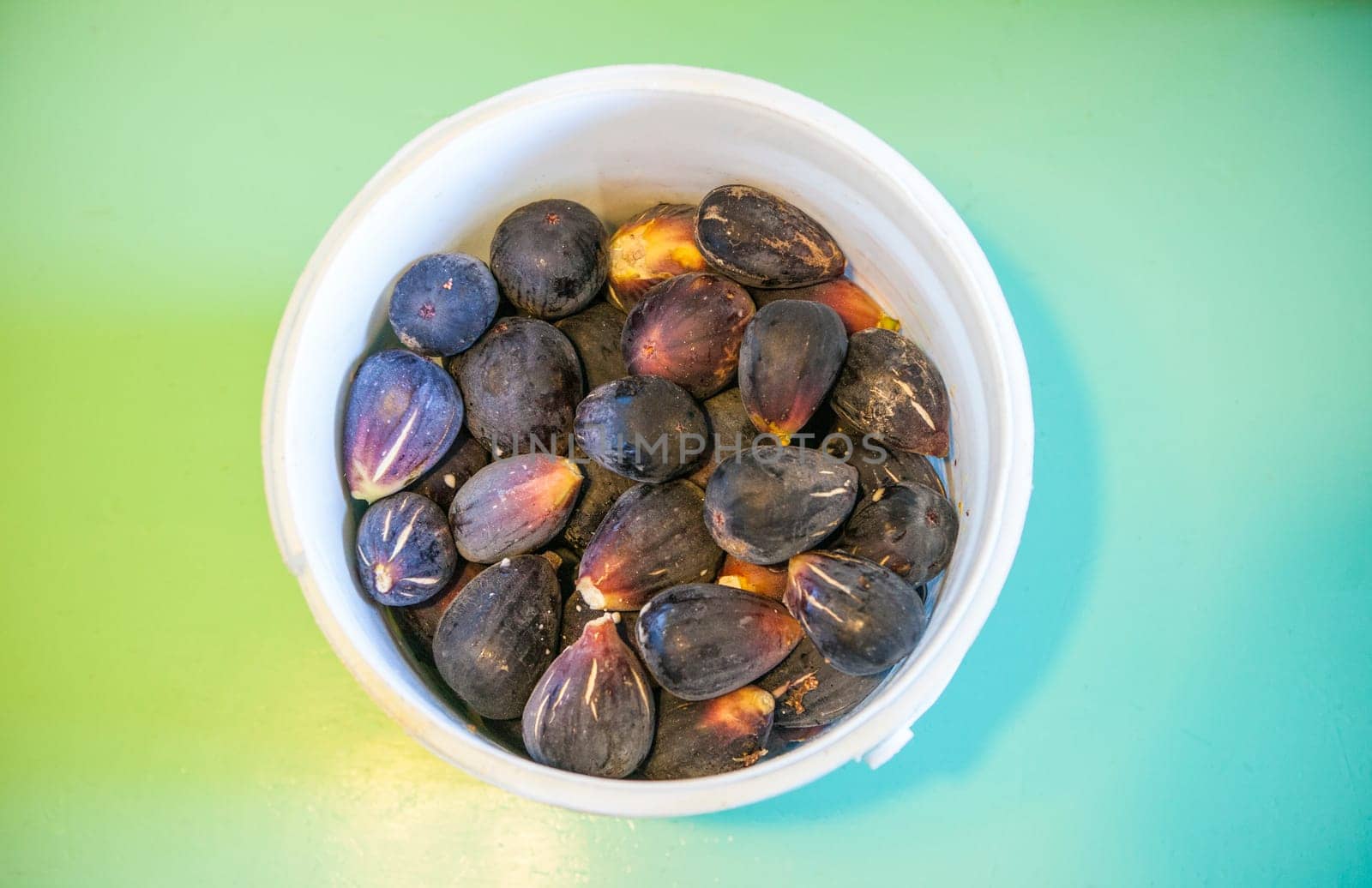 Bucket full of fresh fig just harvested. Studio shot with natural light. Turquoise background