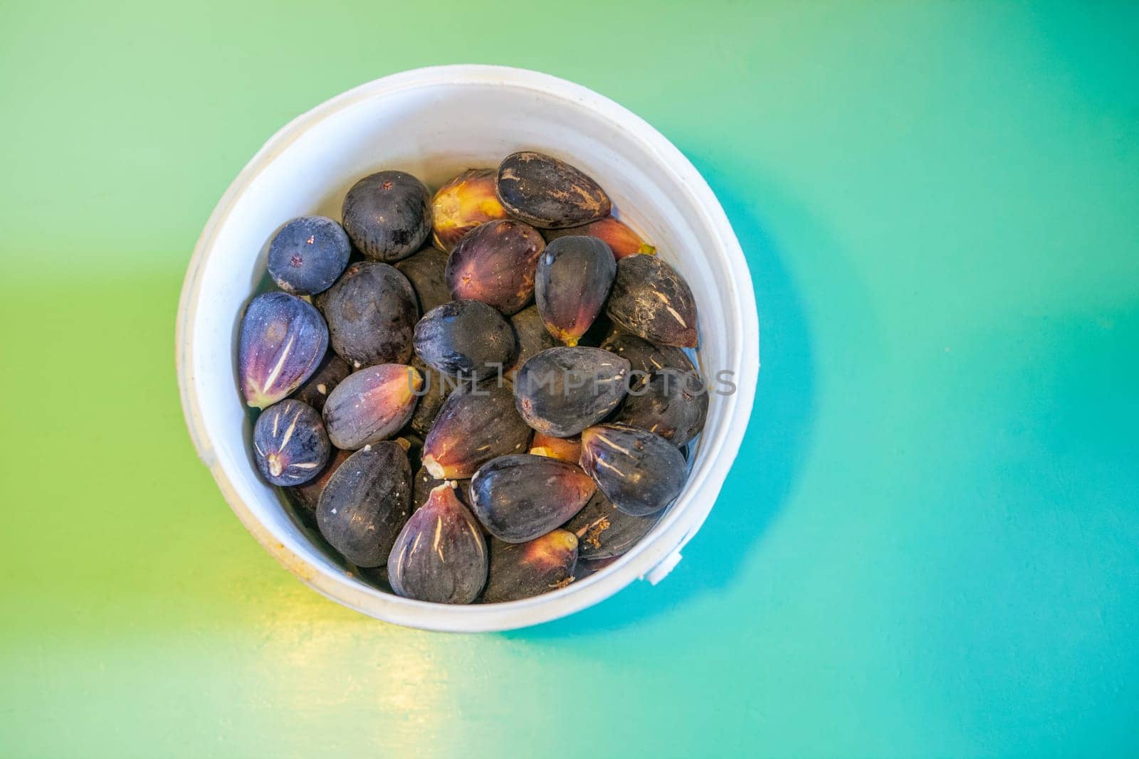 Bucket full of fresh fig just harvested. Studio shot with natural light. Turquoise background