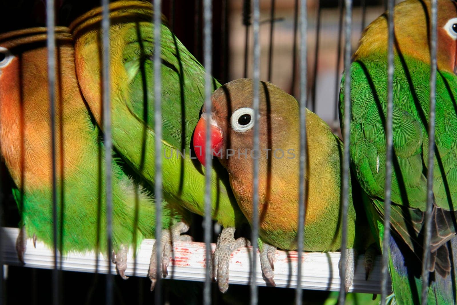 Agapornis Fischers lovebirds in jail for sell. Exotic pet trade concept