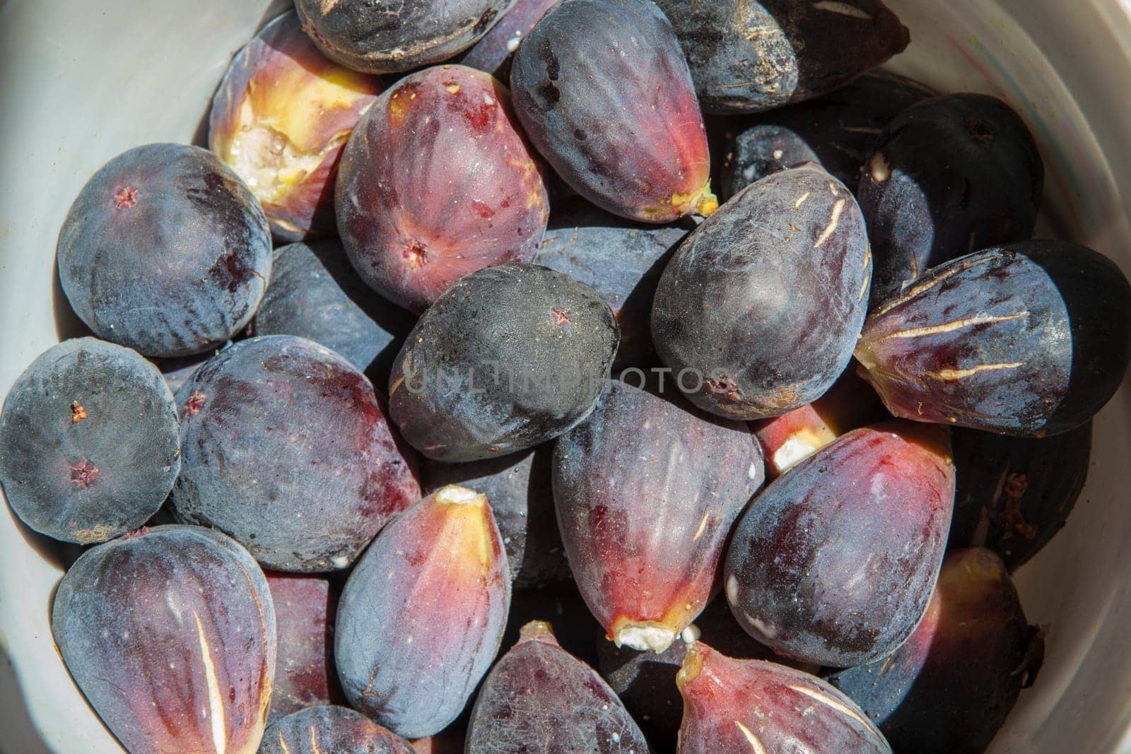 Bucket full of fresh fig just harvested. Studio shot with natural light