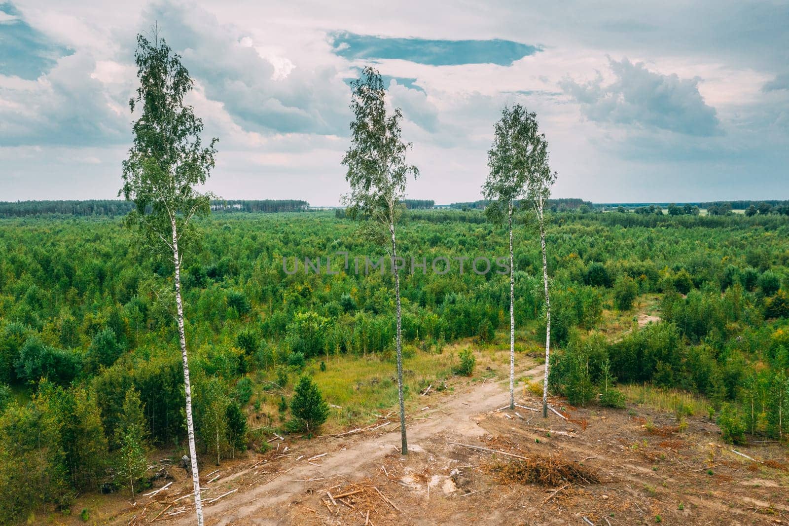 Elevated View Green Forest Deforestation Area Landscape. Top View Of Fallen Woods Trunks And Growing Young Forest. European Nature From High Attitude In Summer Season.
