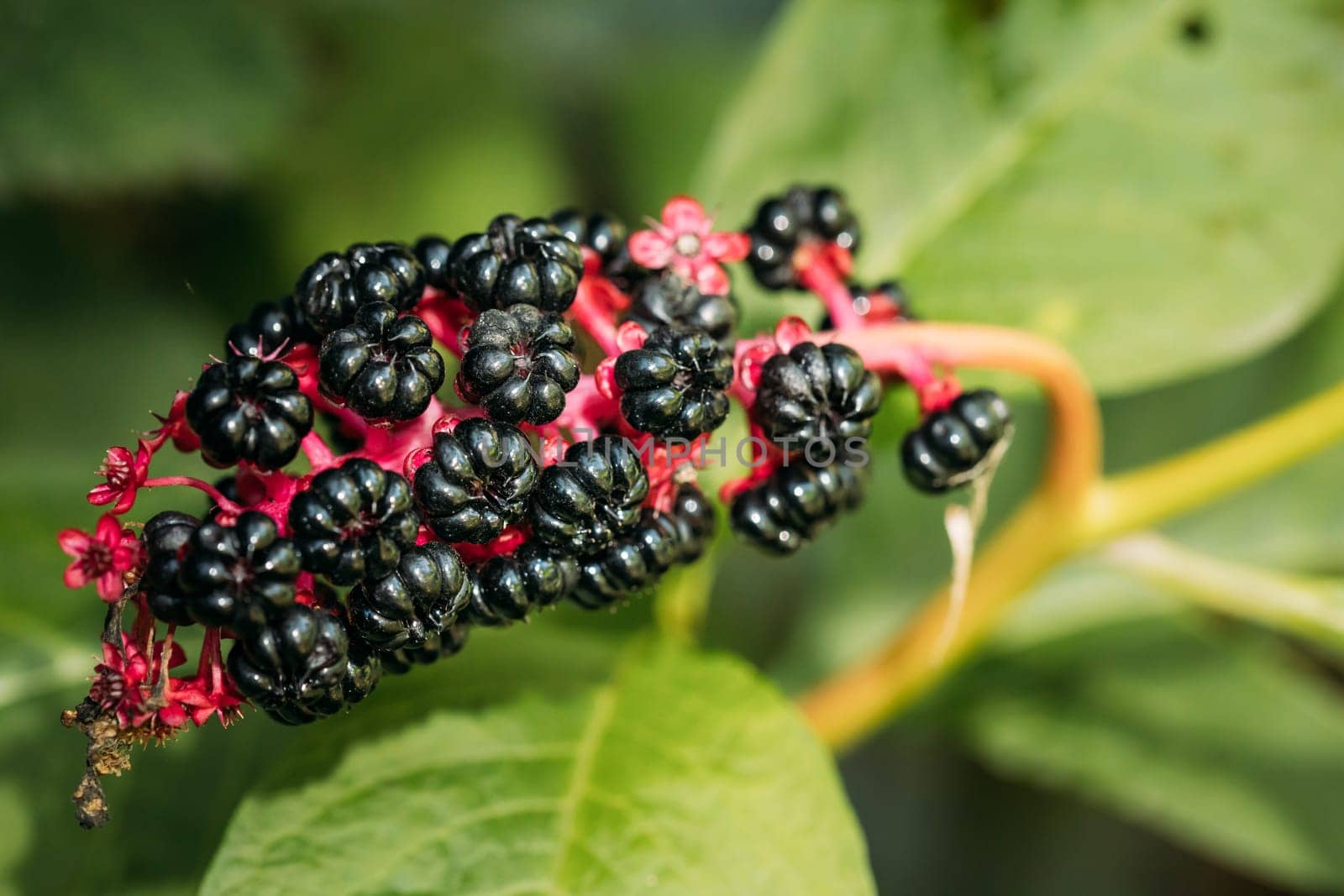 Phytolacca Americana, The American Pokeweed Or Simply Pokeweed With Black Berries.