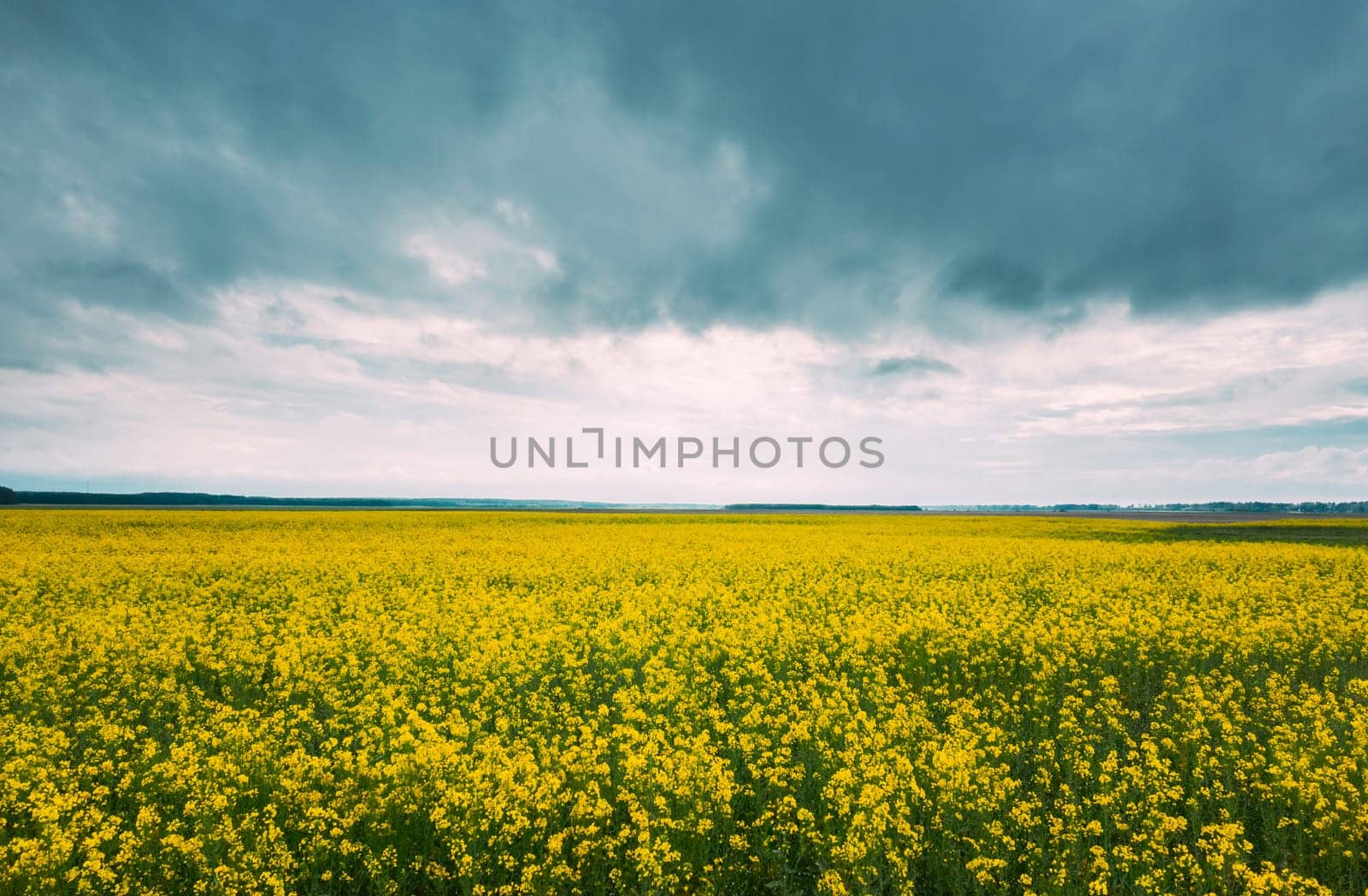 Blossom Of Canola Yellow Flowers And Cloudy Rainy Sky. Bright Dramatic Sky Above Rapeseed, Oilseed Field Meadow Grass Landscape.