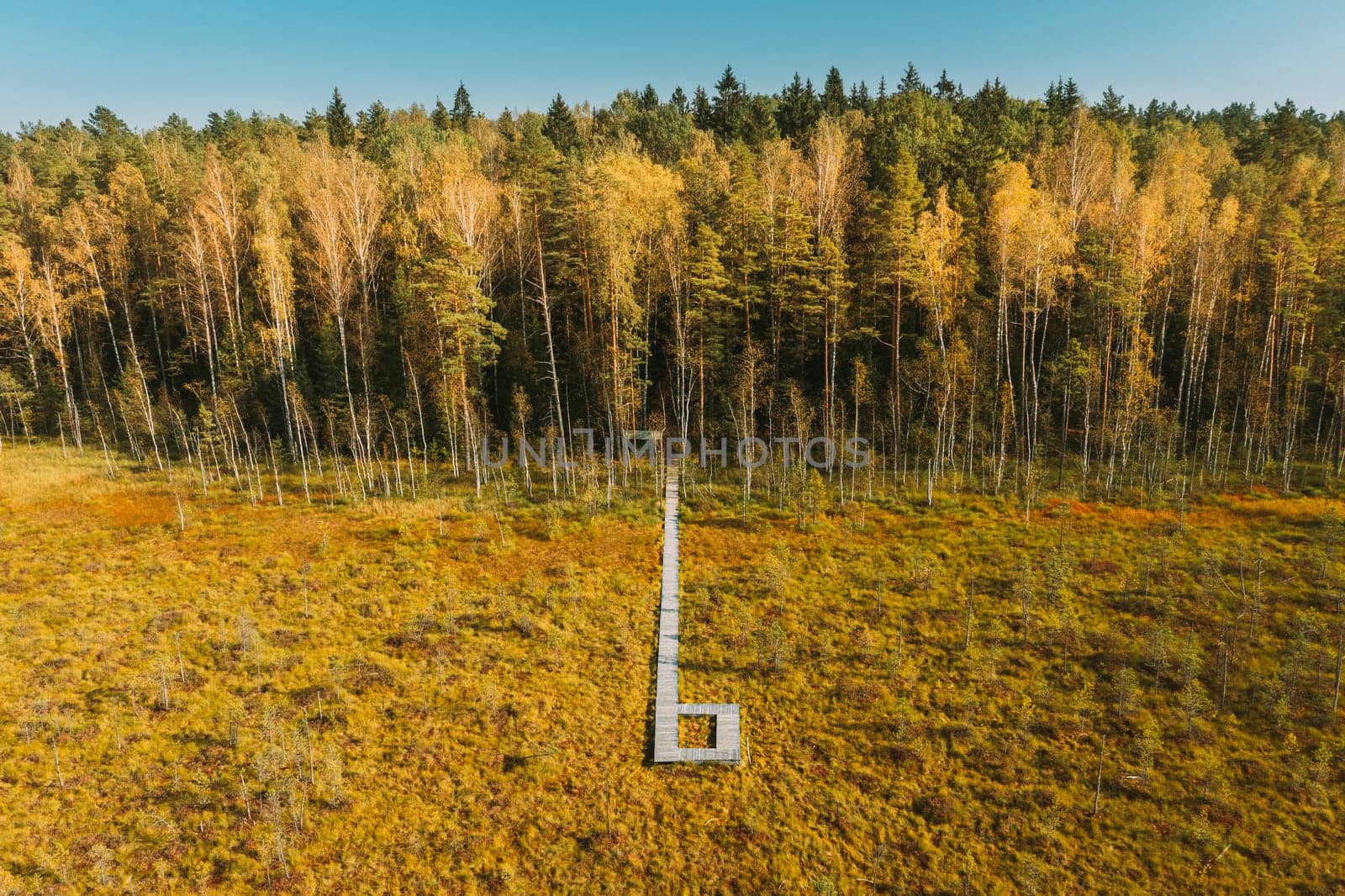 Belarus, Berezinsky Biosphere Reserve. Bird's-eye View Of Wooden path way pathway from marsh swamp to forest In Autumn Sunny Day. Panoramic View.