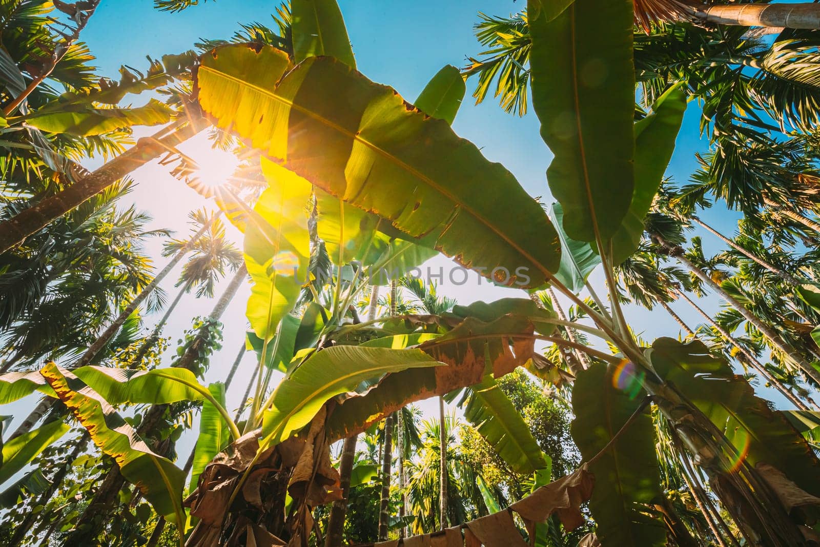 Goa, India. Big Green Leaves Of Banana Grass On Background Tall Palm Tree And Blue Sky In Summer Sunny Day. Bottom View. Wide Angle.