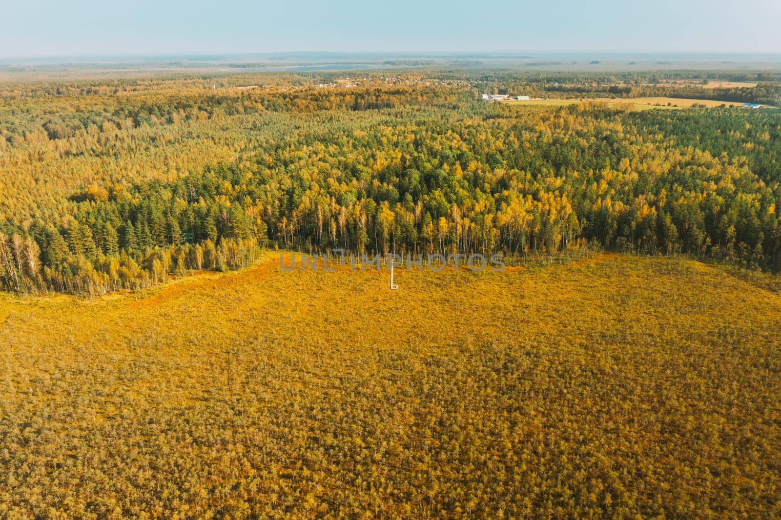 Belarus, Berezinsky Biosphere Reserve. Aerial Bird's-eye View Of Wooden path way pathway from marsh swamp to forest In Autumn Sunny Day. Panorama, Panoramic View.