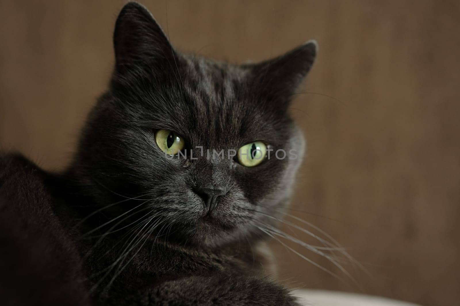 British shorthair cat head closeup with green eyes on brown background.