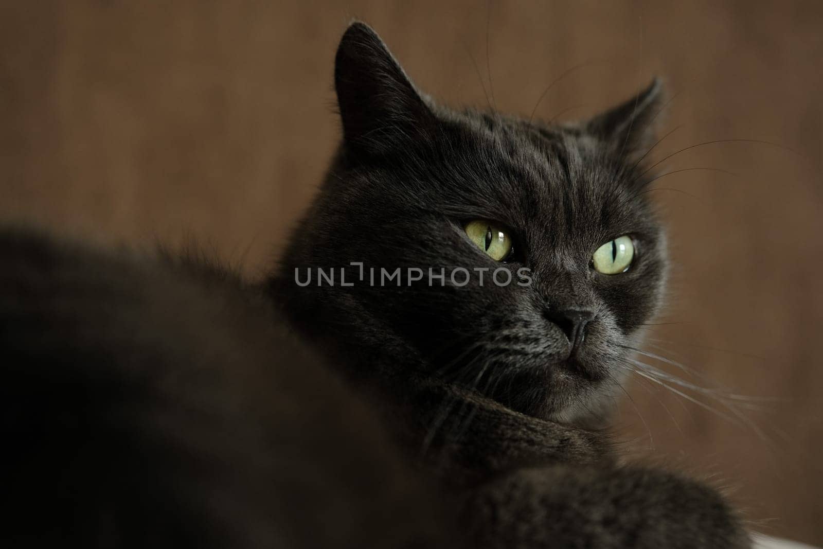 British shorthair cat head closeup with green eyes on brown background.