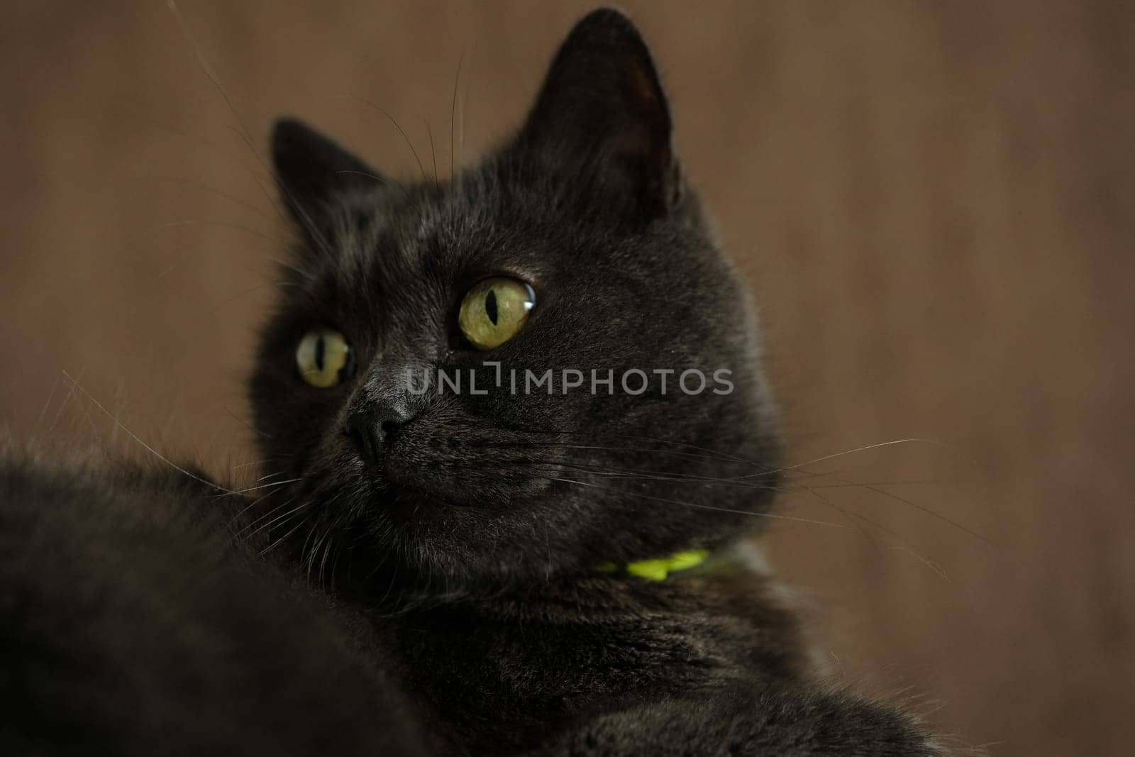 British shorthair cat head closeup with green eyes on brown background.