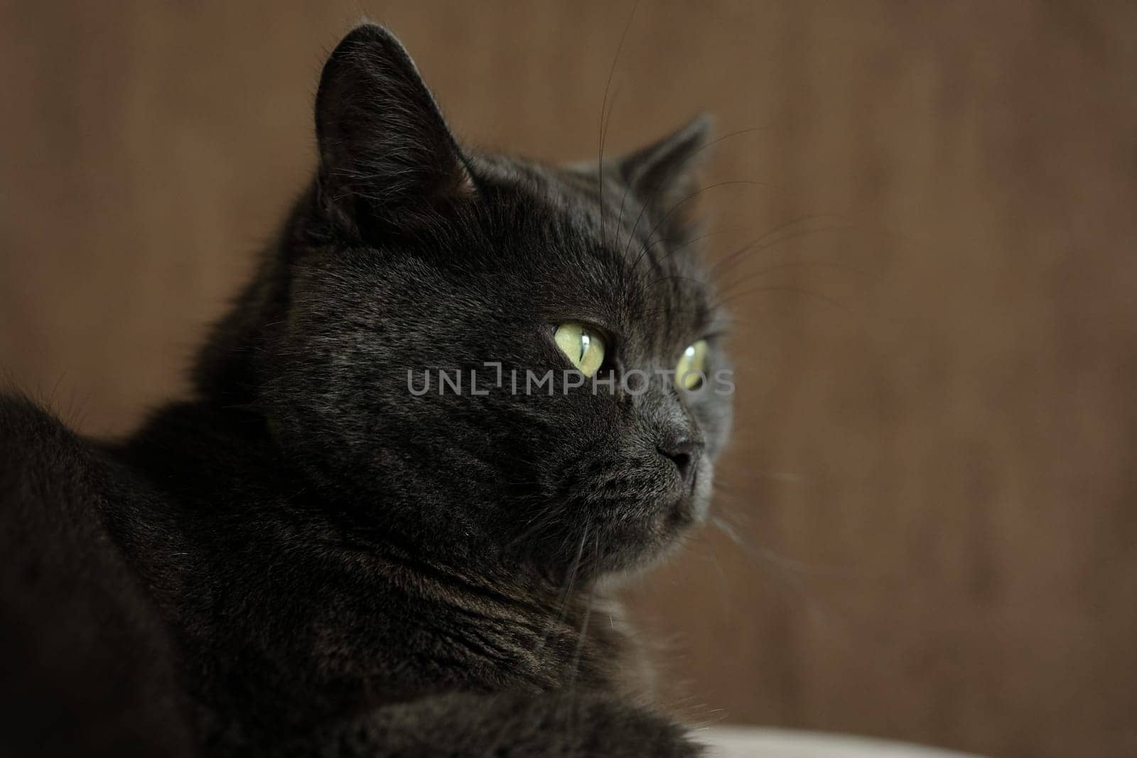 British shorthair cat head closeup with green eyes on brown background.