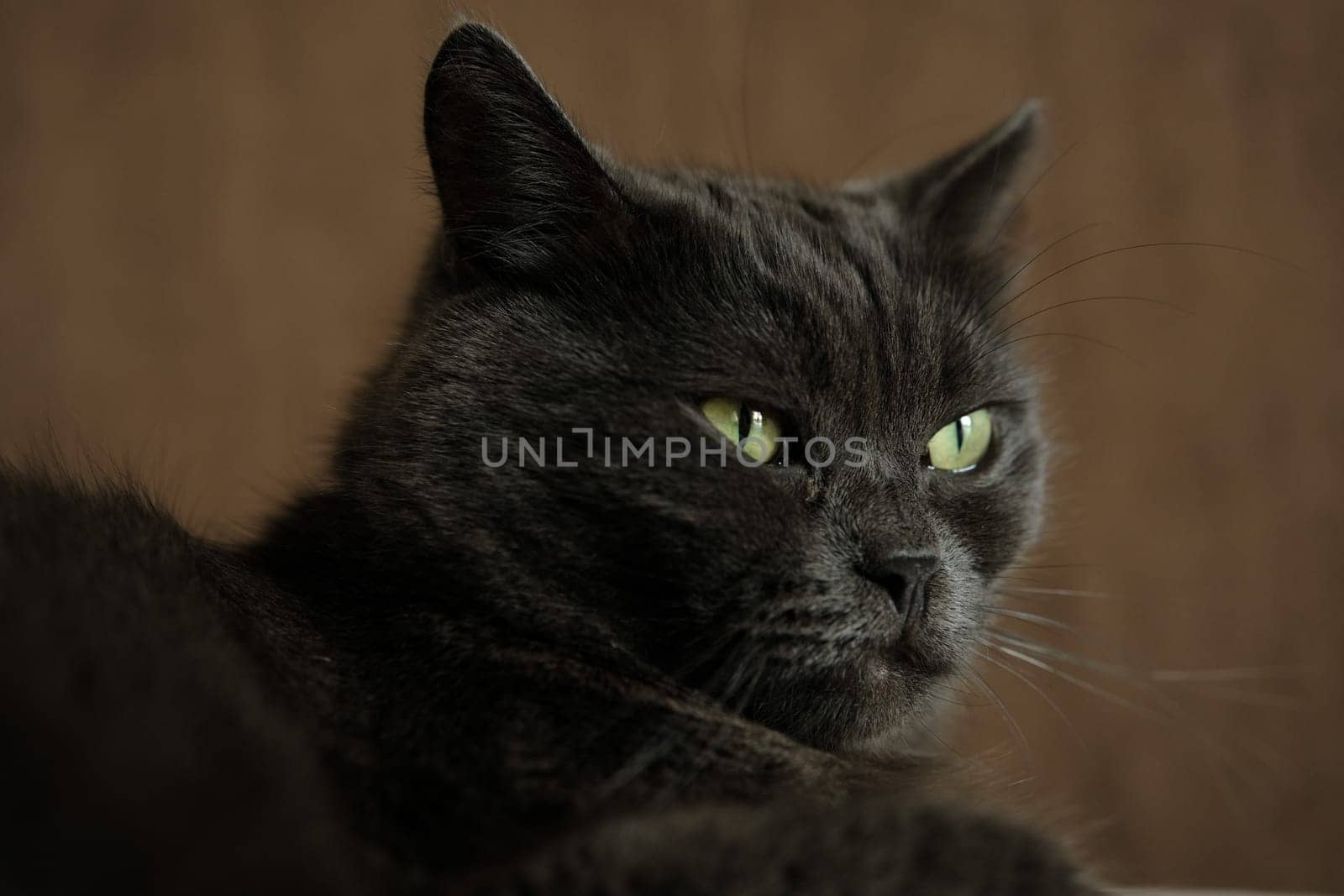 British shorthair cat head closeup with green eyes on brown background.