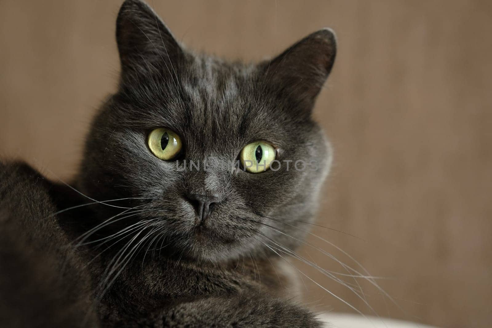 British shorthair cat head closeup with green eyes on brown background.