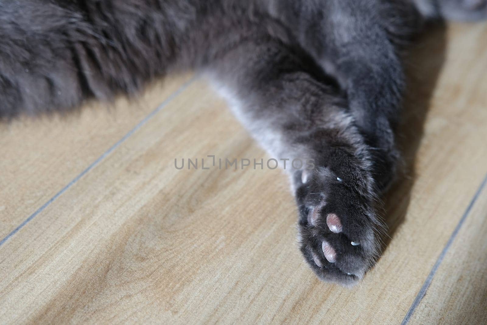 Paws cat close-up of cute cat legs.
