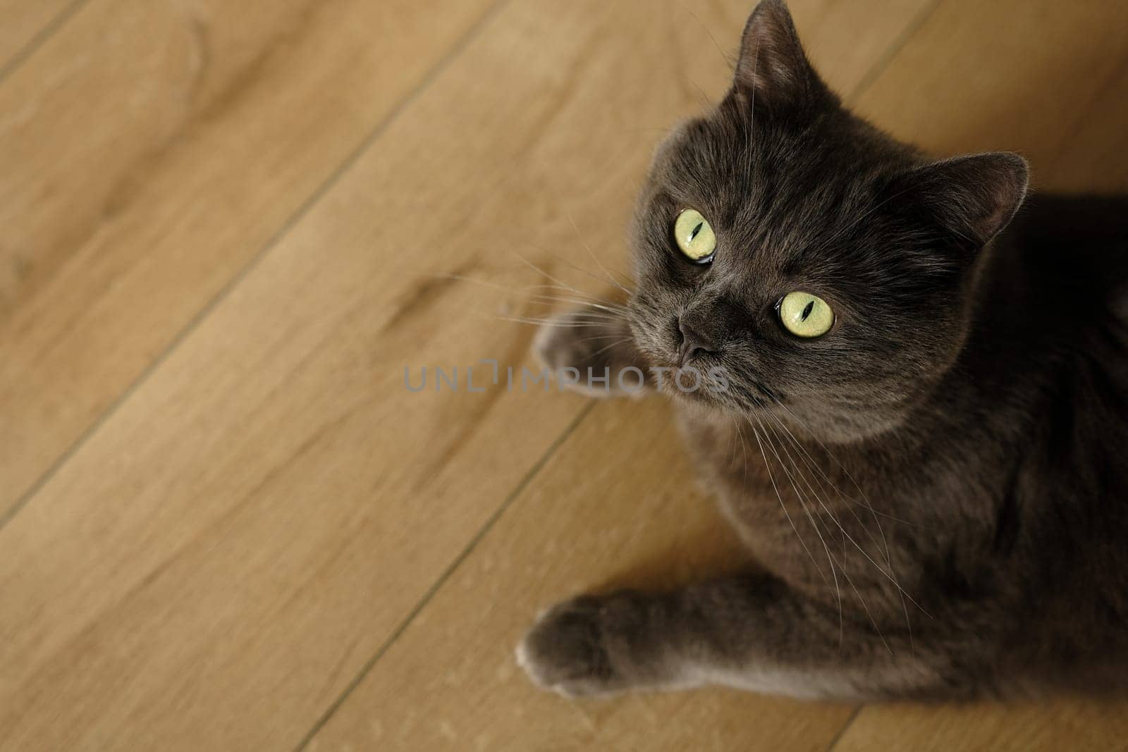 British cat lying on the floor at home. British shorthair breed portrait.