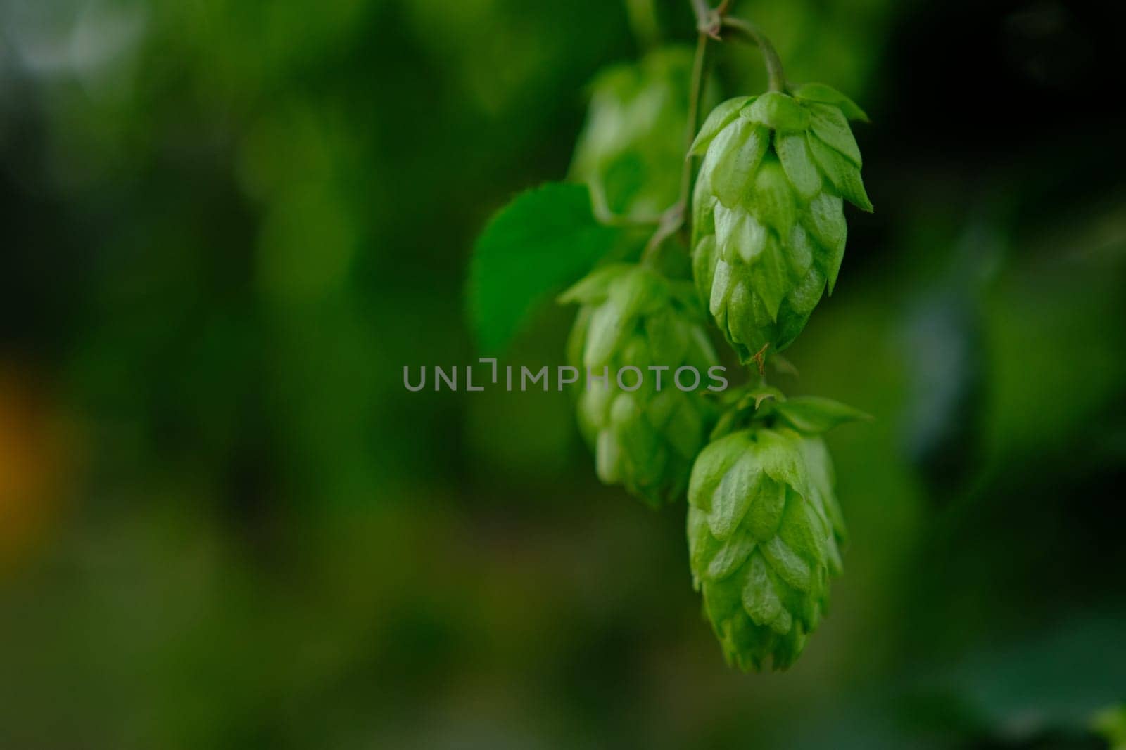 Green hop cones on plantation in sunlight rays, with shallow depth of field. Ingredient for brewery. Oktoberfest background. Space for copy