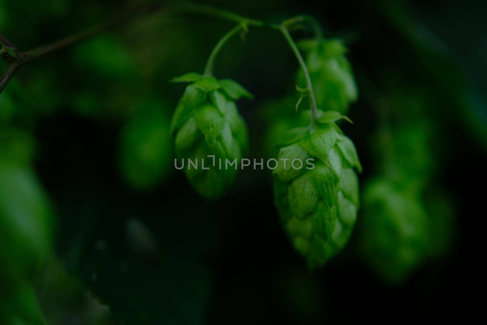 Green hop cones on plantation in sunlight rays, with shallow depth of field. Ingredient for brewery. Oktoberfest background. Space for copy