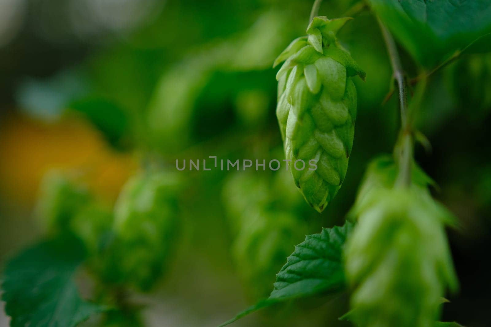 Green hop cones on plantation in sunlight rays, with shallow depth of field. Ingredient for brewery. Oktoberfest background. Space for copy